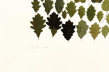 Load image into Gallery viewer, Fethra-prints-woods-leaves-signed-albers-fine-art-nature-trees