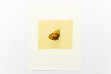 Load image into Gallery viewer, fine-art-nature-Dana-Williamowsky-Fethra-prints-butterfly-insect-stencils