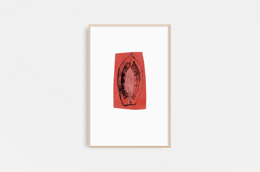 Dana-Williamowsky-squash-Fethra-prints-vegetable-kitchen-drawing-harvest-garden