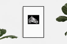 Load image into Gallery viewer, fine-art-horses-Fethra-prints-equestrian-Dana-Williamowsky-minimalistic
