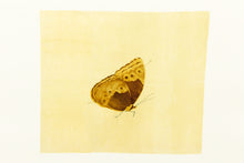 Load image into Gallery viewer, Fethra-prints-butterfly-fine-art-stencils-nature-insect-Dana-Williamowsky
